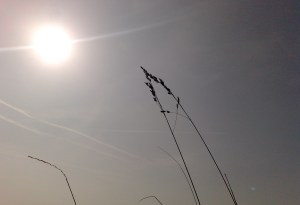 Photograph I took in Pudsey in Spring last year